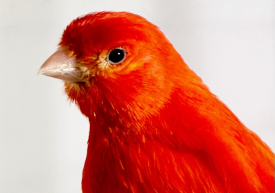 red-factor