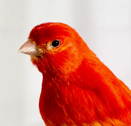 Red Factor Canary